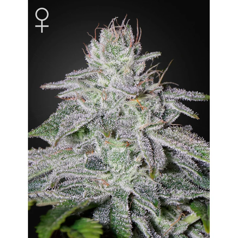 Franco's Lemon Cheese - Green House Seeds