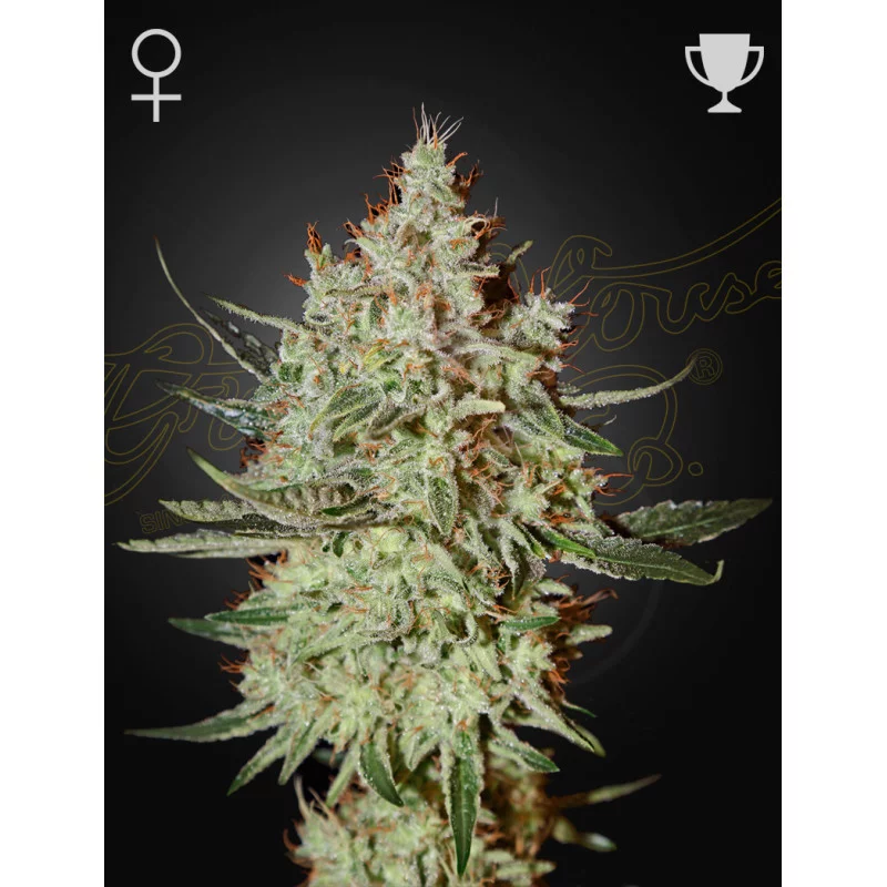 GH Cheese - Green House Seeds