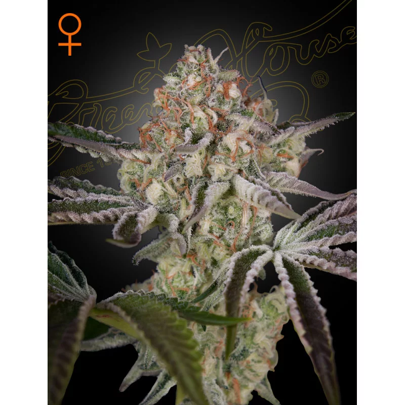Great White Shark - Green House Seeds