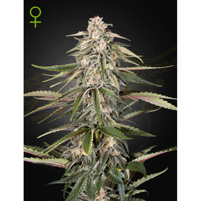 Green-O-Matic Auto - Green House Seeds
