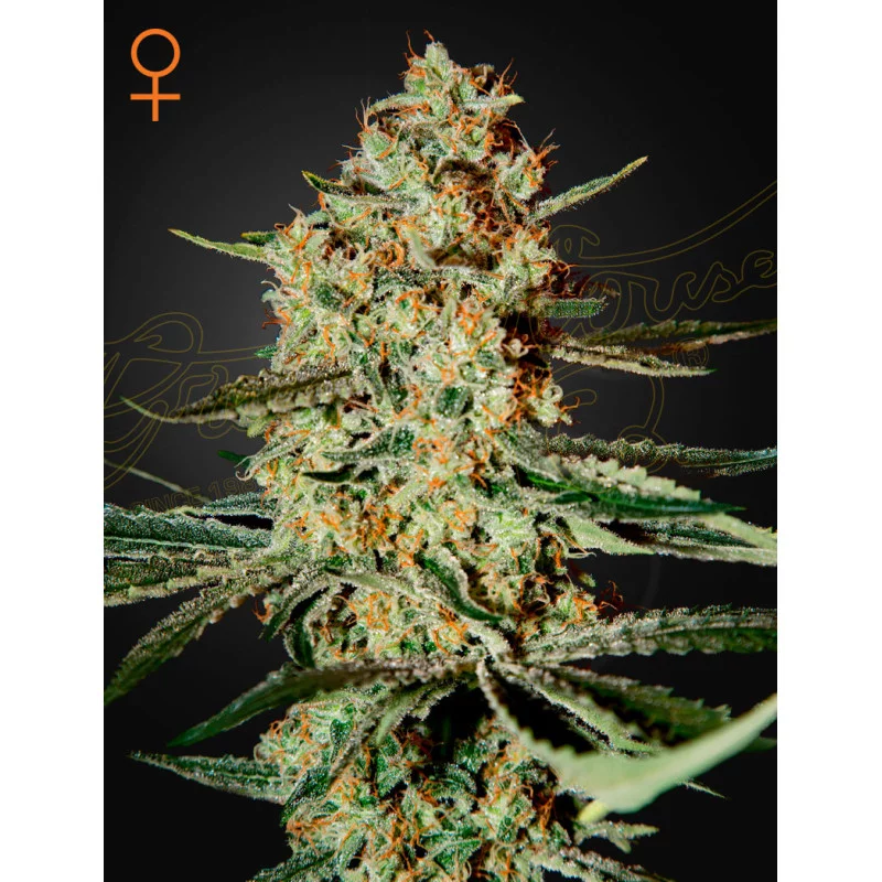 Himalaya Gold - Green House Seeds