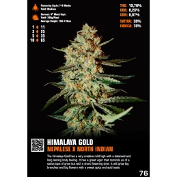 Himalaya Gold - Green House Seeds