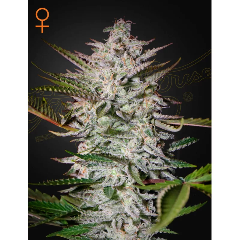 Holy Punch - Green House Seeds