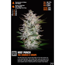 Holy Punch - Green House Seeds