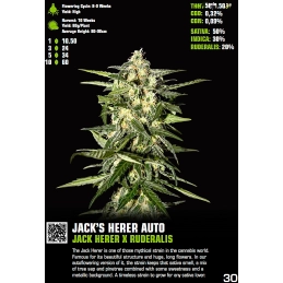 Jack Herer Auto - Green House Seeds
