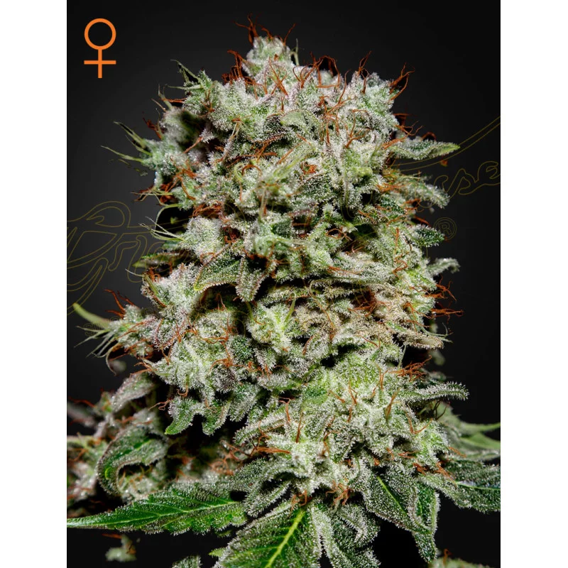 Kalashnikova - Green House Seeds