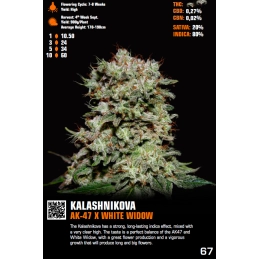 Kalashnikova - Green House Seeds