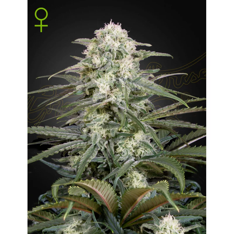 Kalashnikova Auto - Green House Seeds