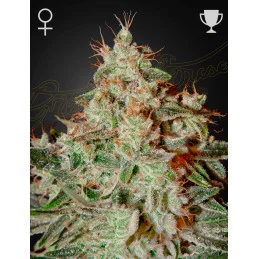 Lemon Skunk Green House Seeds