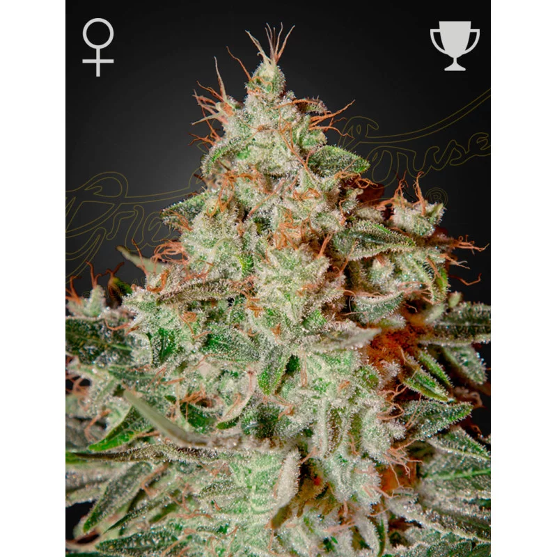 Lemon Skunk Green House Seeds