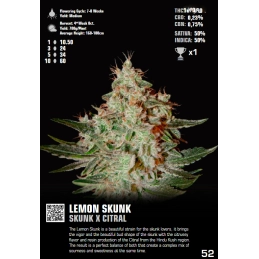 Lemon Skunk Green House Seeds