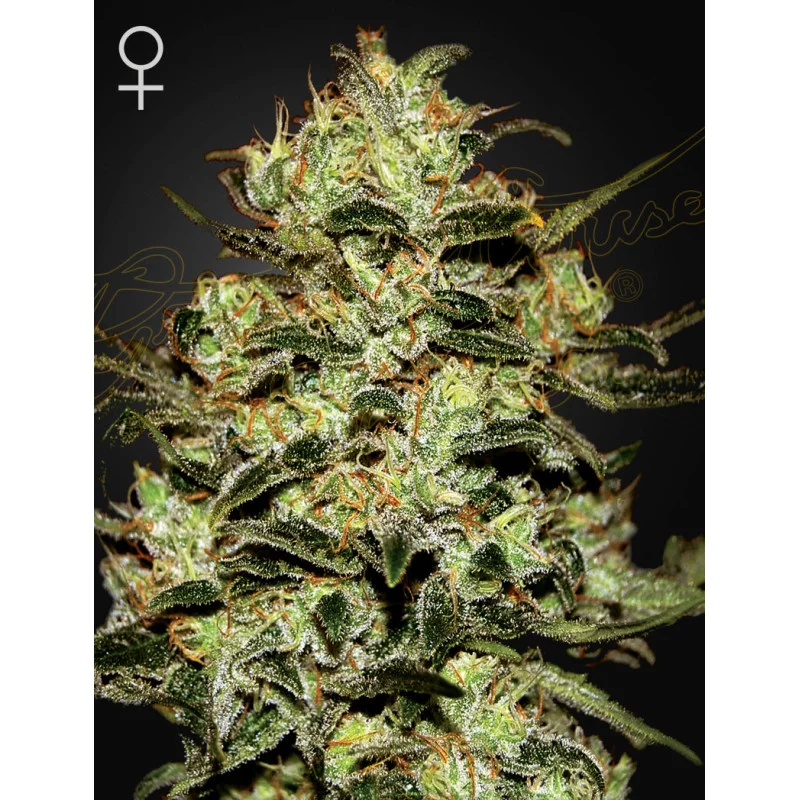 Moby Dick - Green House Seeds