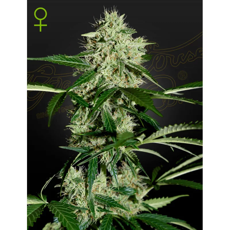 Northern Lights Auto - Green House Seeds