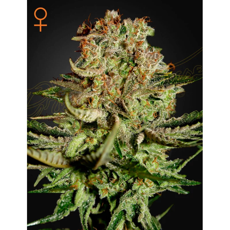 Super Bud - Green House Seeds - WWW.SEEDS-BANK.CZ