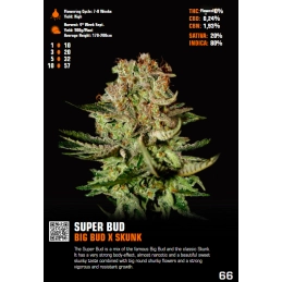 Super Bud - Green House Seeds - WWW.SEEDS-BANK.CZ
