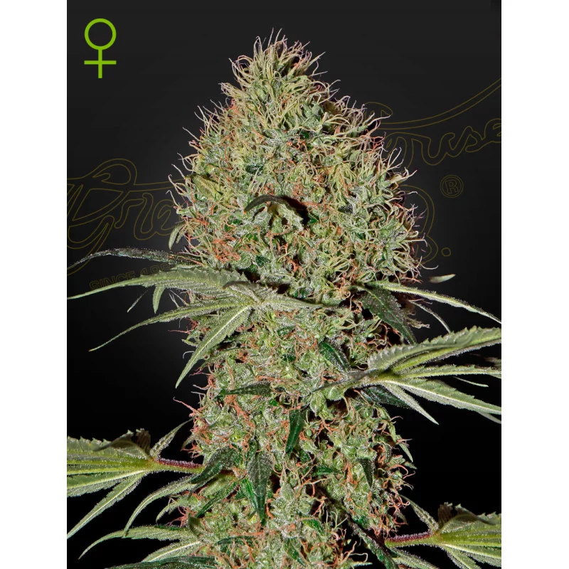 Super Bud Auto - Green House Seeds - WWW.SEEDS-BANK.CZ