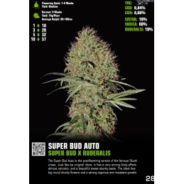 Super Bud Auto - Green House Seeds - WWW.SEEDS-BANK.CZ