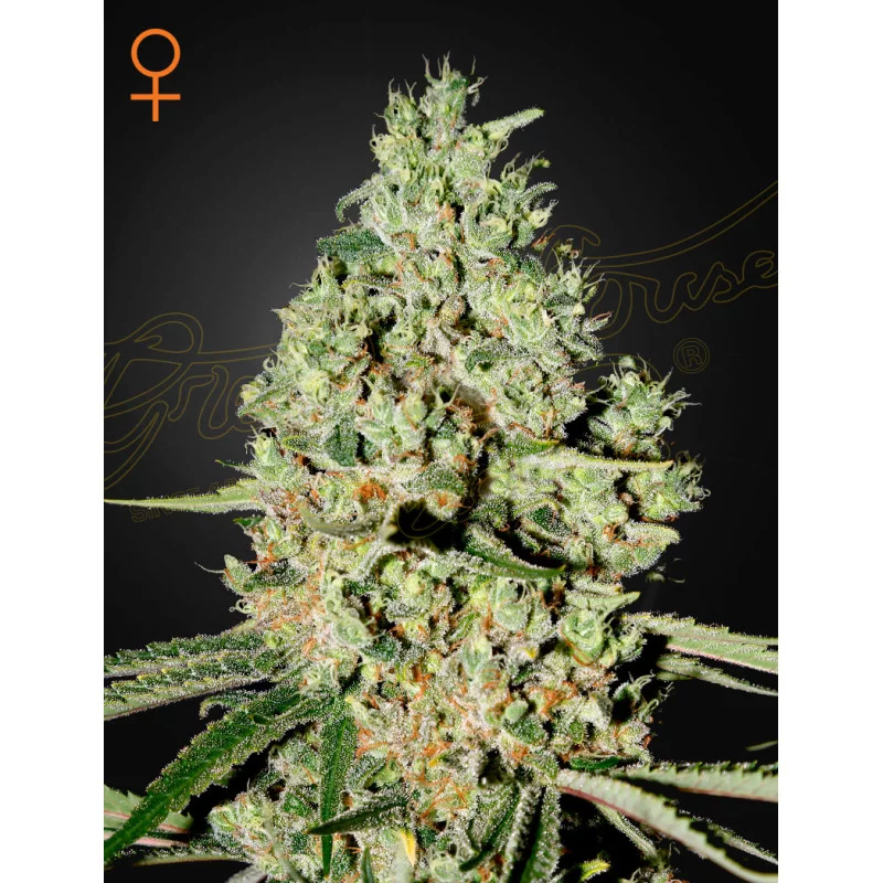 Super Critical - Green House Seeds " WWW.SEEDS-BANK.CZ "