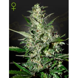 Super Critical Auto - Green House Seeds - WWW.SEEDS-BANK.CZ