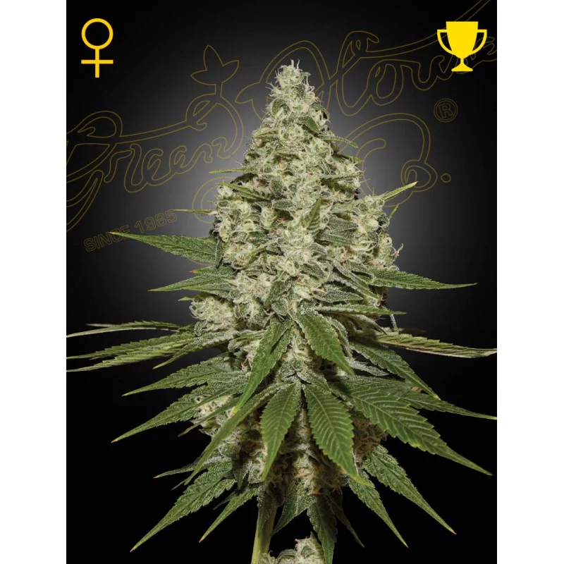 Super Lemon Haze - Green House Seeds - WWW.SEEDS-BANK.CZ