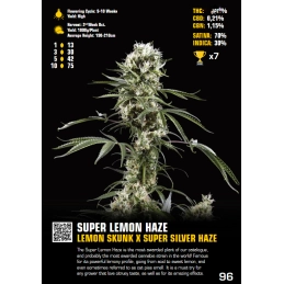 Super Lemon Haze - Green House Seeds