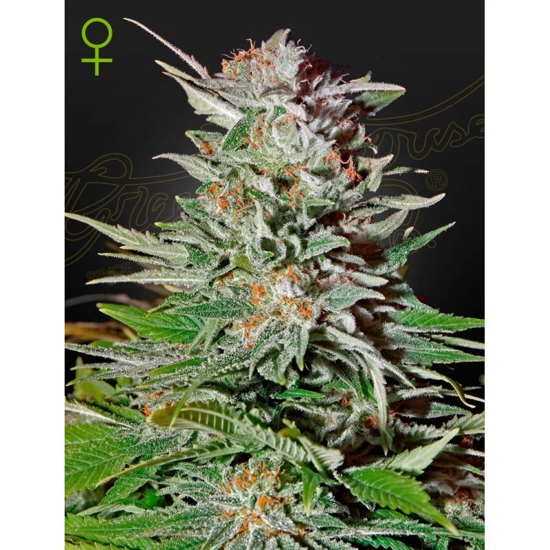 Super Lemon Haze Auto - Green House Seeds - WWW.SEEDS-BANK.CZ