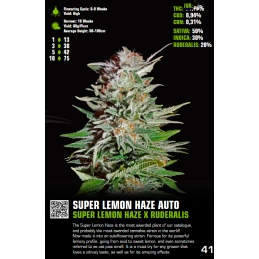 Super Lemon Haze Auto - Green House Seeds -