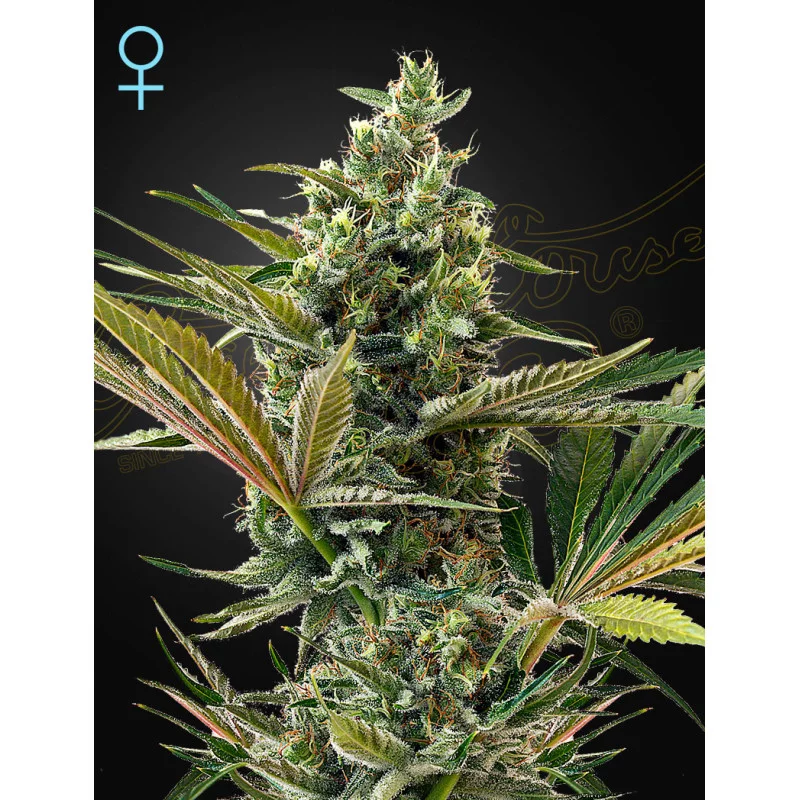 Super Lemon Haze Auto CBD - Green House Seeds - MEDICAL AUTO