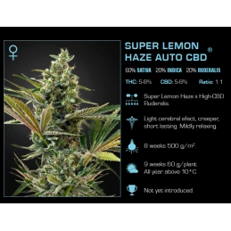 Super Lemon Haze Auto CBD - Green House Seeds - MEDICAL AUTO