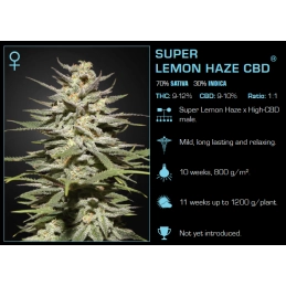 Super Lemon Haze CBD - Green House Seeds - MEDICAL FEM.