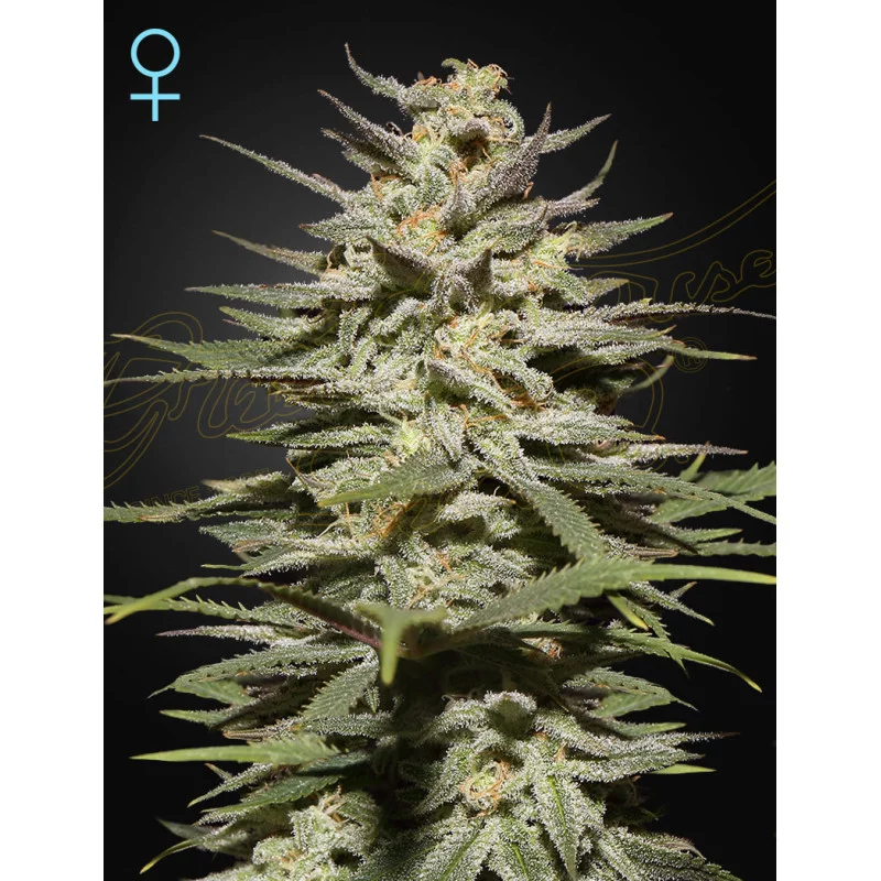 Super Lemon Haze CBD - Green House Seeds - MEDICAL FEM.