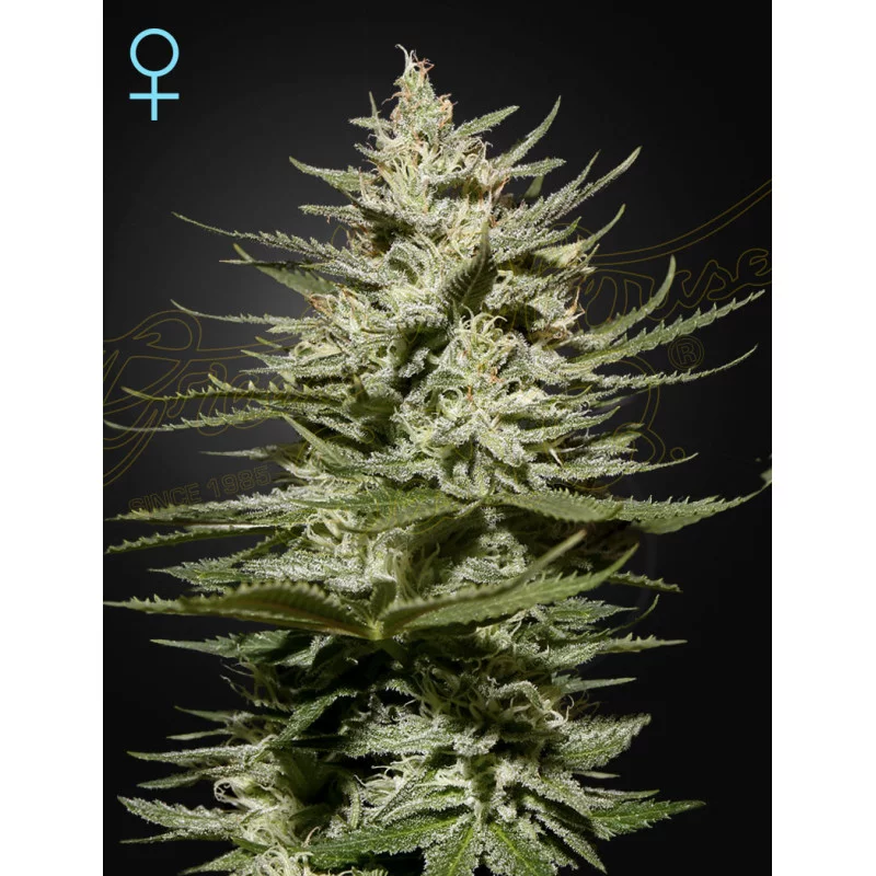 The Church CBD - Green House Seeds