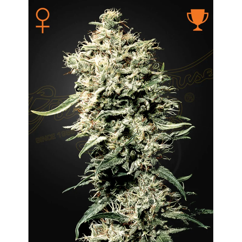 White Rhino - Green House Seeds
