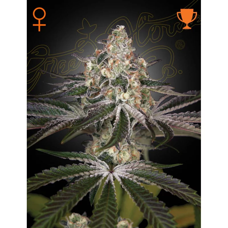 White Widow - Green House Seeds