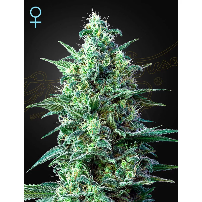 White Widow Auto CBD - Green House Seeds