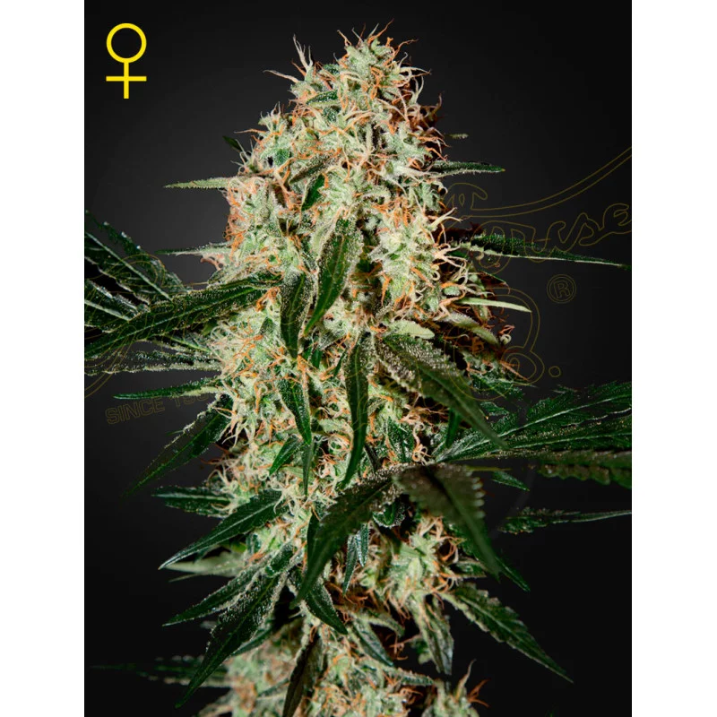 Arjan's Haze 3 - Green House Seeds
