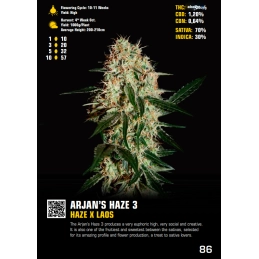 Arjan's Haze 3 - Green House Seeds