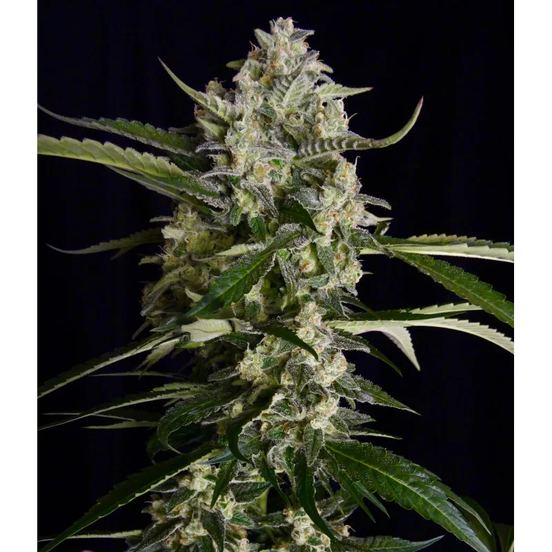 Seriosa - Serious Seeds - WWW.SEEDS-BANK.CZ