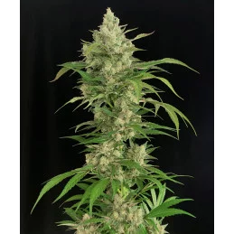 Seriosa - Serious Seeds