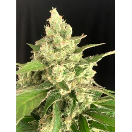 Seriosa - Serious Seeds