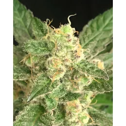 Seriosa - Serious Seeds