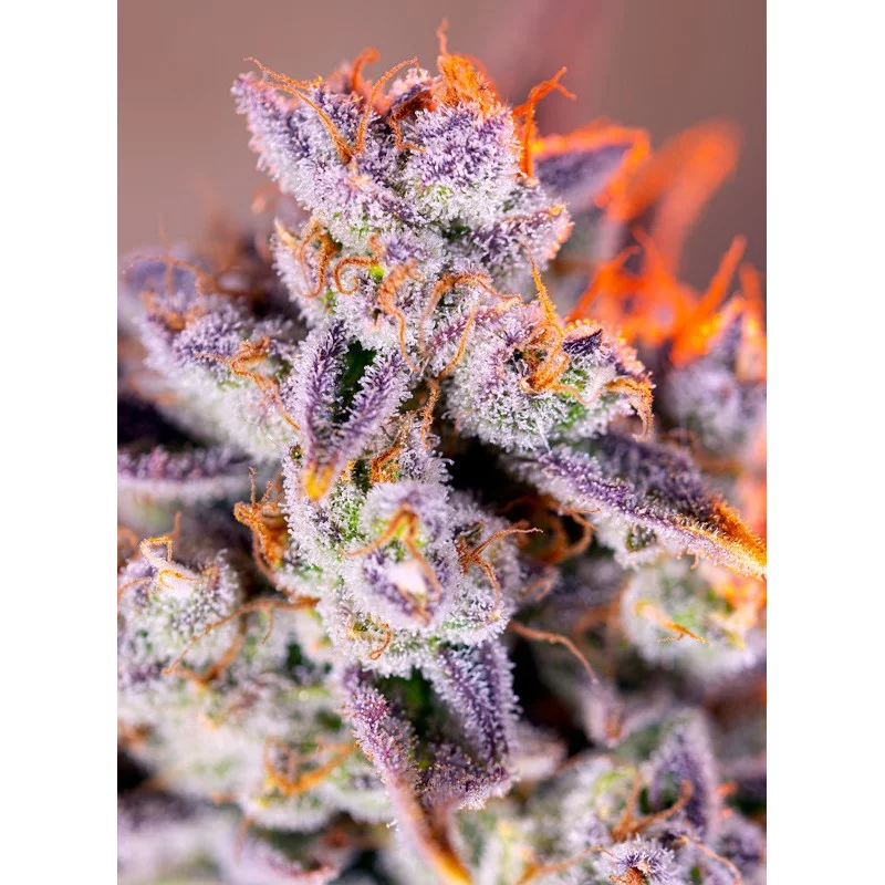 Tropicanna Poison XL Auto® - Sweet Seeds - květ