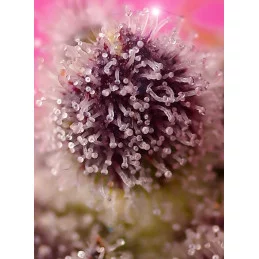 Tropicanna Poison XL Auto® - Sweet Seeds - terpeny