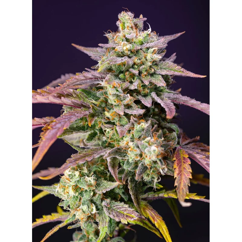 Purple Punch OG XL Auto - Sweet Seeds - rostlina
