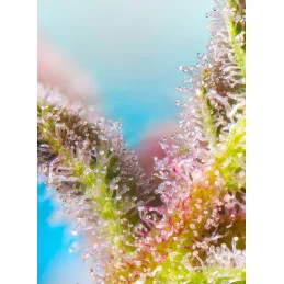 Purple Punch OG XL Auto - Sweet Seeds - terpeny