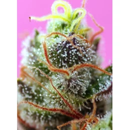 Sweet Mimosa XL Auto - Sweet Seeds - terpeny