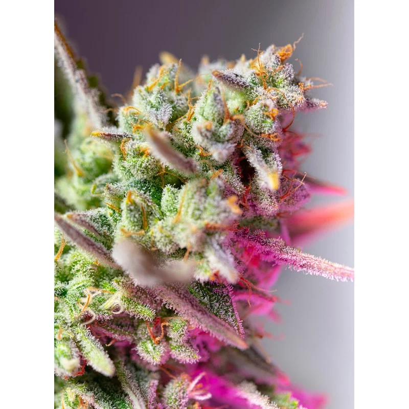 Sweet Mimosa XL Auto - Sweet Seeds - květ