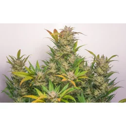 Auto Mokum's Tulip® - Dutch Passion