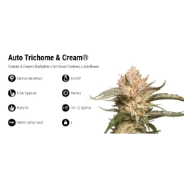 Auto Trichome & Cream - Dutch Passion