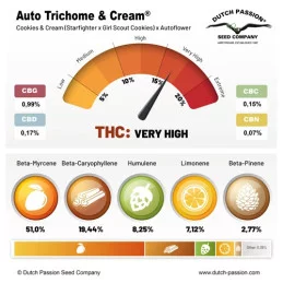 Auto Trichome & Cream - Dutch Passion
